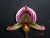 Paph. Via Quatal
